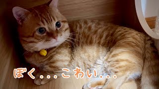 大きな雷が鳴り響いた時の猫たちの反応が... #猫 #マンチカン