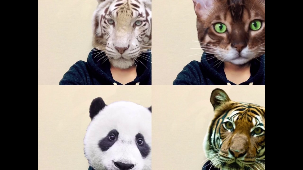 可愛く顔を隠そう おしゃれなカメラアプリ Animal Face Youtube
