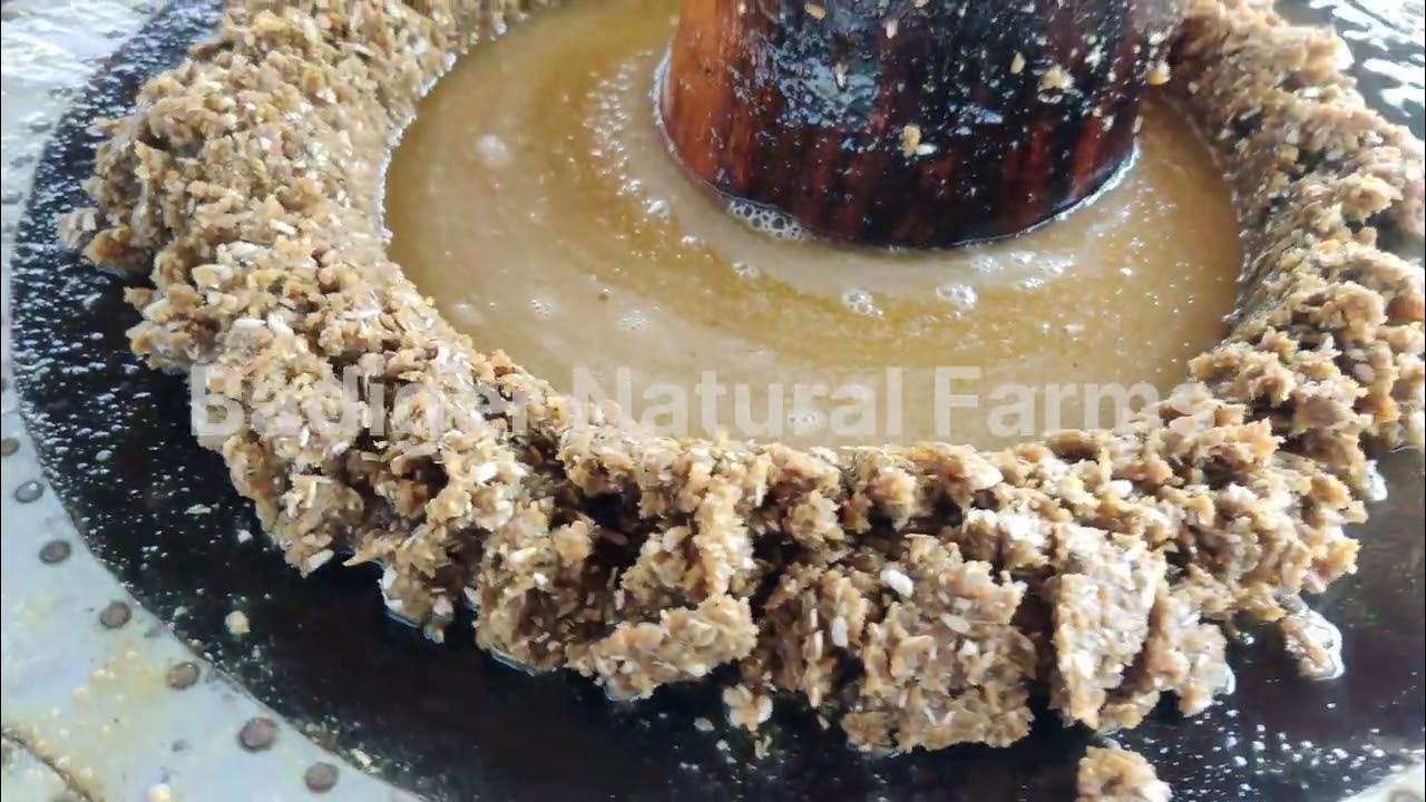 Liquid Gold Safflower oil extraction Bull Driven Ghana oil.ಎತ್ತಿನ