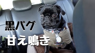 黒パグ Youtube
