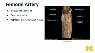 Common Iliac Artery & Branches