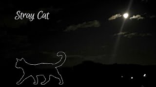 Stray Cat - 重音テト