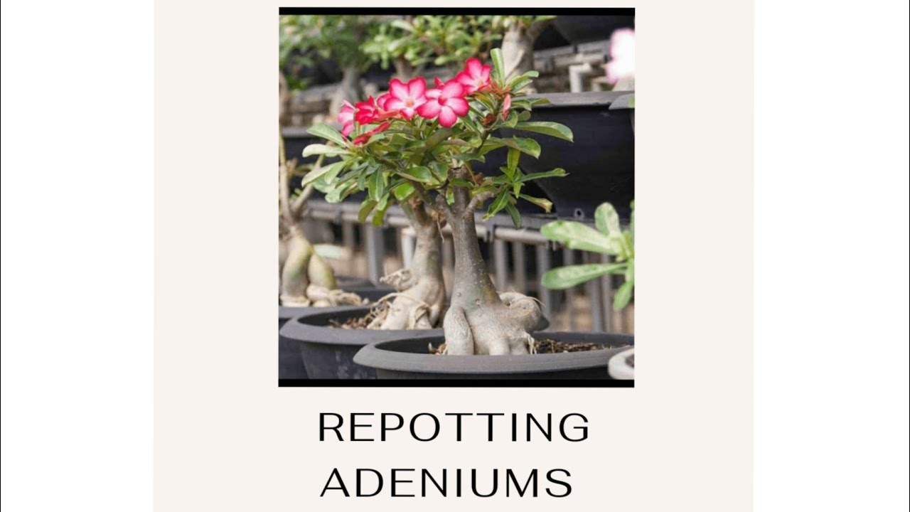How to repot/pot adenium like a bonsai/ repot adenium/how to repot bonsai YouTube