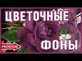 Цветочные фоны Футажи для монтажа Proshow Producer