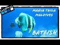 Batfish Rendezvous | Maaya Thila | Maldives