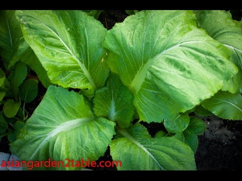 Introduce leafy mustard (Gai Choy) and how to grow 叶用芥菜