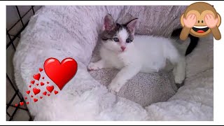 Pets Mascotas Cats & Dogs I Funny & Lovely videos #133 by PETS MASCOTAS CATS & DOGS 867 views 1 year ago 3 minutes, 48 seconds