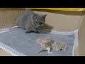 The mother cat gives birth to her cubs but gets scared when she sees the kittens.