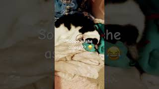 Lol oop #music #coversong #newmusic #cat