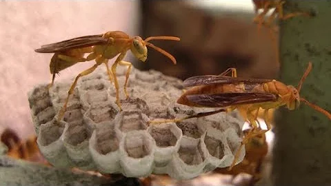 Paper Wasps making nest and Life cycle