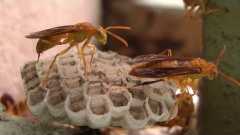 Paper Wasps making nest and Life cycle