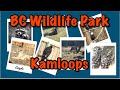 Bc wildlife park  kamloops british columbia