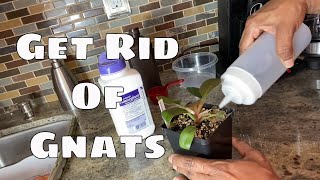 Get Rid of Fungus Gnats Organically & Chemically Step by Step Gnat T