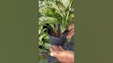 Bón Trùn quế cho cây Ngọc ngân, Phú quý #canhphong #trunquecanhphong #trangtraicanhphong #nongdan2k7