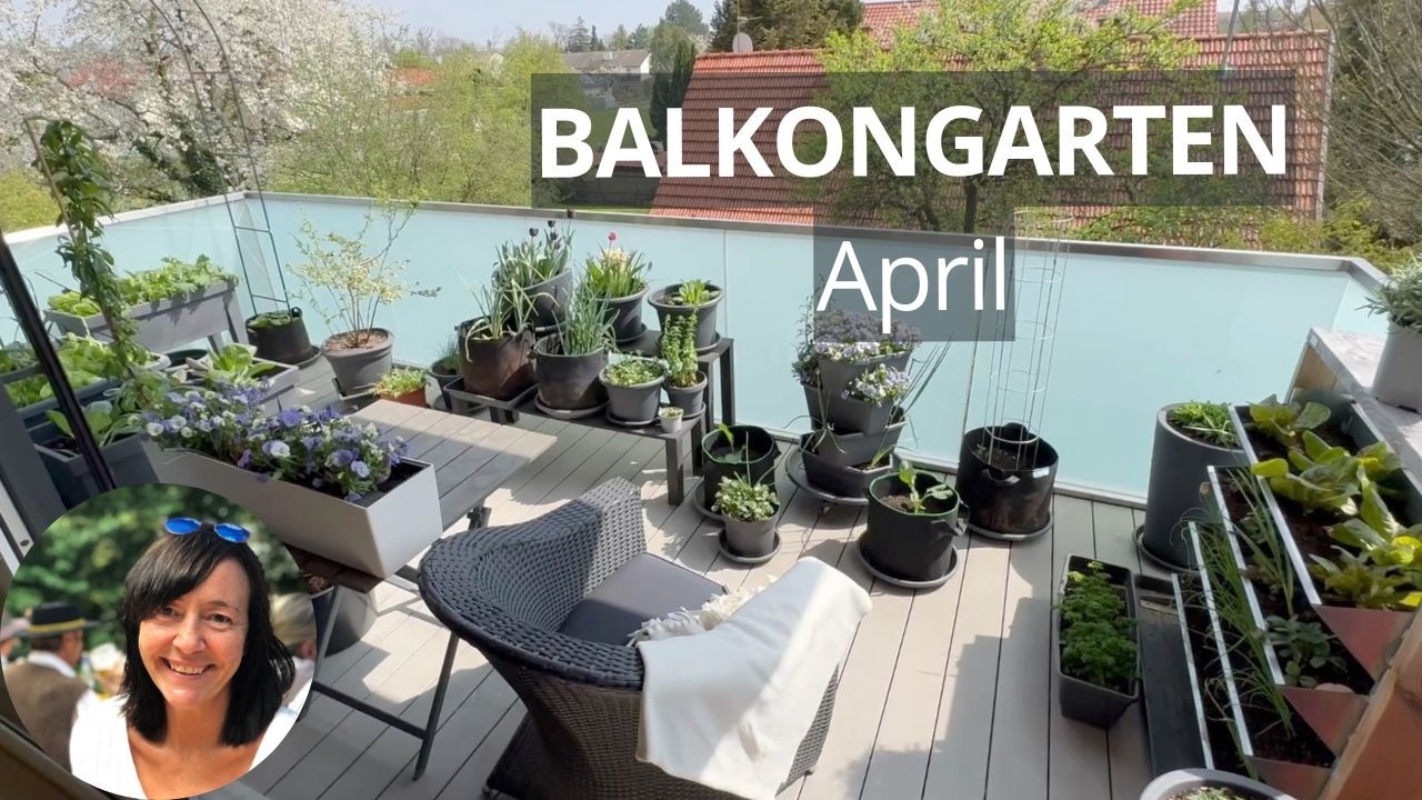 Balkongarten im April 2025 - Rundgang, Anzucht Update, Gurken & Zucchini aussäen