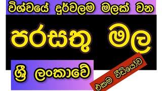 ඉතා දුර්ලභ පරසතු මල ශ්‍රී ලංකාවේ..එකම වීඩියෝව parasathu mala in Sri Lanka