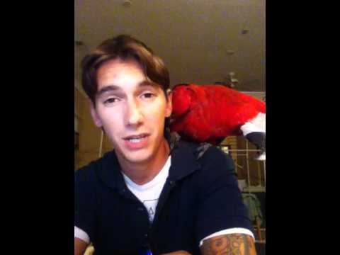 Q&A Macaws How do i know if my macaw is a male or female