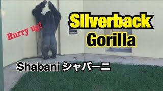 【シャバーニ Shabani】Handsome Silverback Gorilla ゴリラ  【東山動植物園】