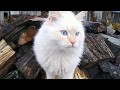 Голубоглазый котенок Снежок.