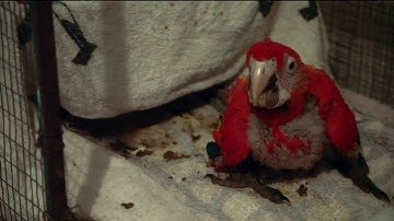Meet Scarlet Macaw Geoffrey | Parrot Confidential | Nature on PBS
