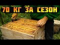 пчела Карника и 50 кг меда) отводки на одну рамку