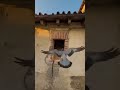 Pigeon GoPro Discovers Secret Underground Chamber in Rome 😳