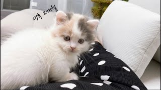 생후 2-3개월💕ㅣ먼치킨 아기고양이 일상 브이로그(part2)l 2-3 month munchkin kitten vlog by 라라의 하루 Lala's Haru 17,006 views 1 year ago 12 minutes, 3 seconds