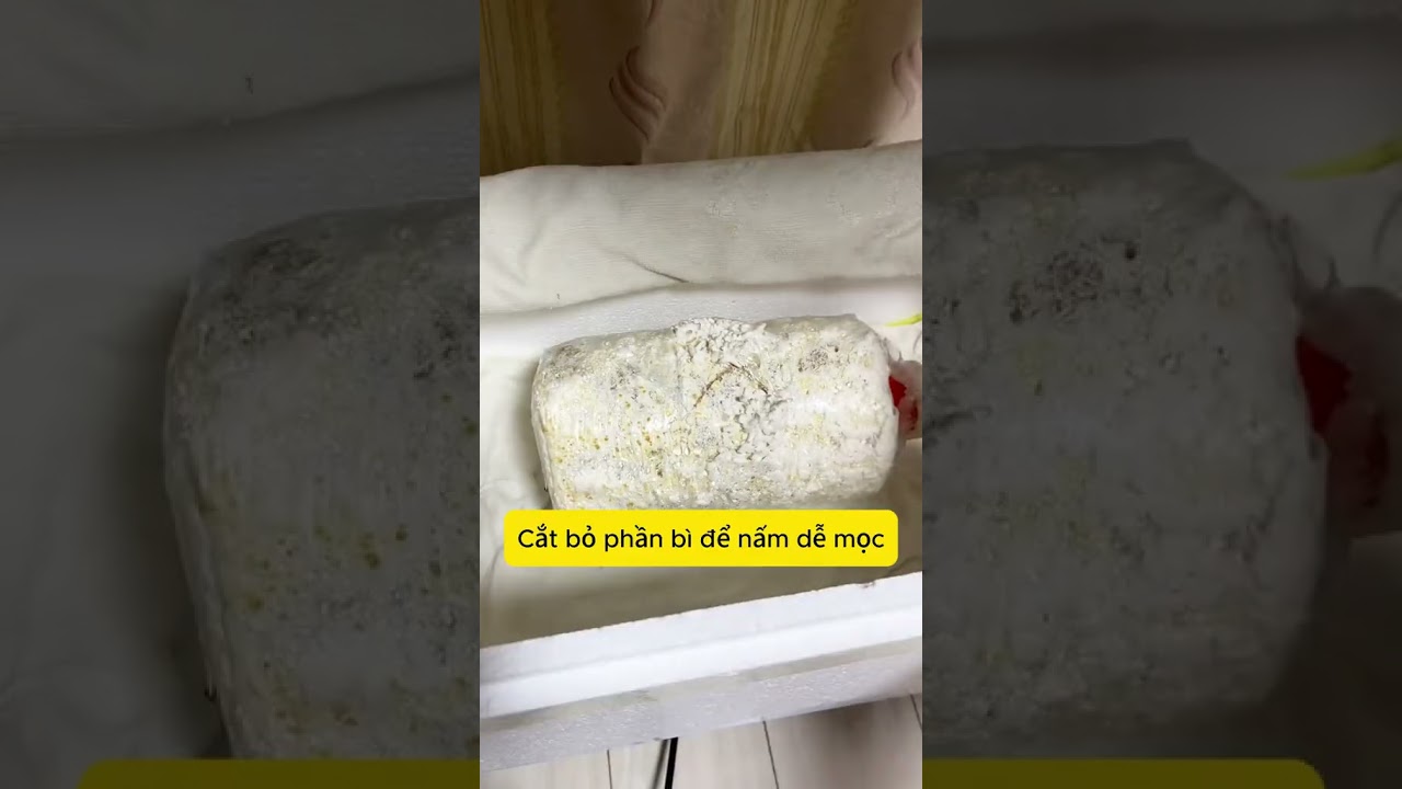 🍄Hướng dẫn trồng nấm tại nhà đơn giản, vừa là thú vui vừa giúp bạn có một bữa ăn đảm bảo chất lượng