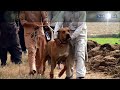 Pak Lahore Grop Shakari of Bully Dogs 2020 Sun of Balam Bully Badmash Dog Golden By Nafa tv hd