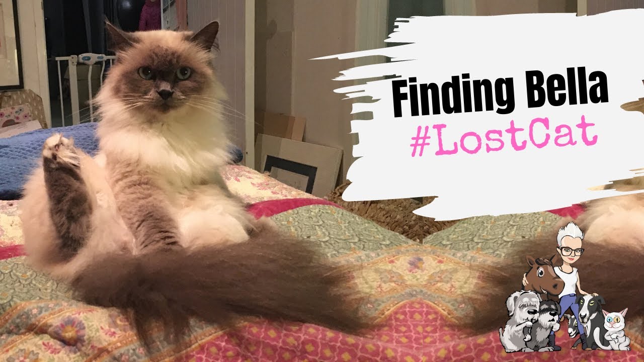 Episode 21: How to Find a Lost Cat - A Pet Detective's Guide to Finding Bella