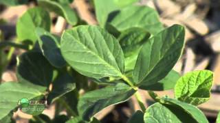 Iron Talk #826 - Variable-Rate Planting (Air Date 2/2/14)