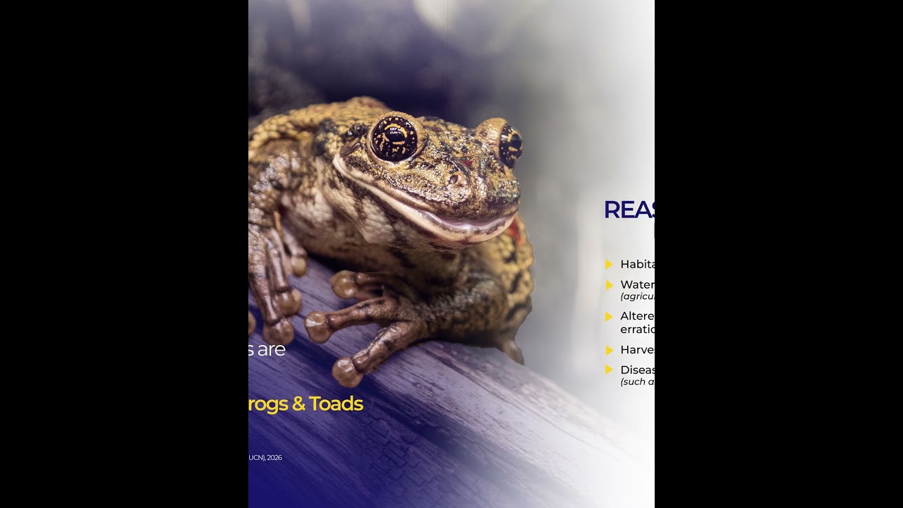 Frogs are vanishing faster than you think #Amphibians #EcosystemCollapse #ProtectWildlife | DevPulse