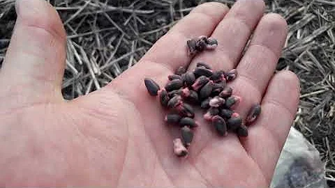 Посев хлопка по технологии No-Till - в Украине!