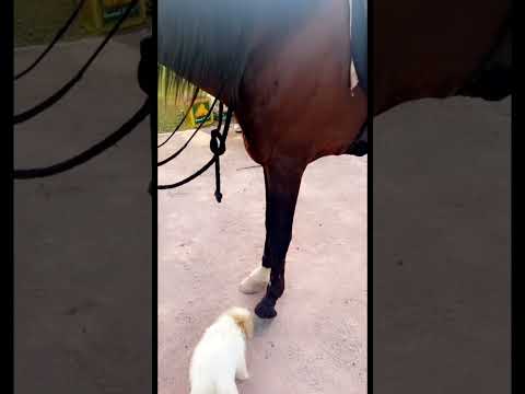 الشجاعه حصان جرو غابات Horse Dogs Bichonmaltes
