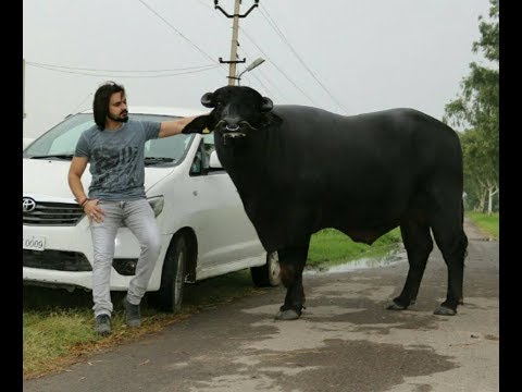 Veham Original Song of Veer Sahu