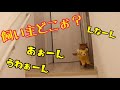 寂しくてぬいぐるみと一緒に飼い主を探す猫がかわいい！