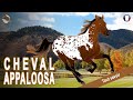 Cheval appaloosa les chevaux prfrs de la tribu des nez percs races de chevaux