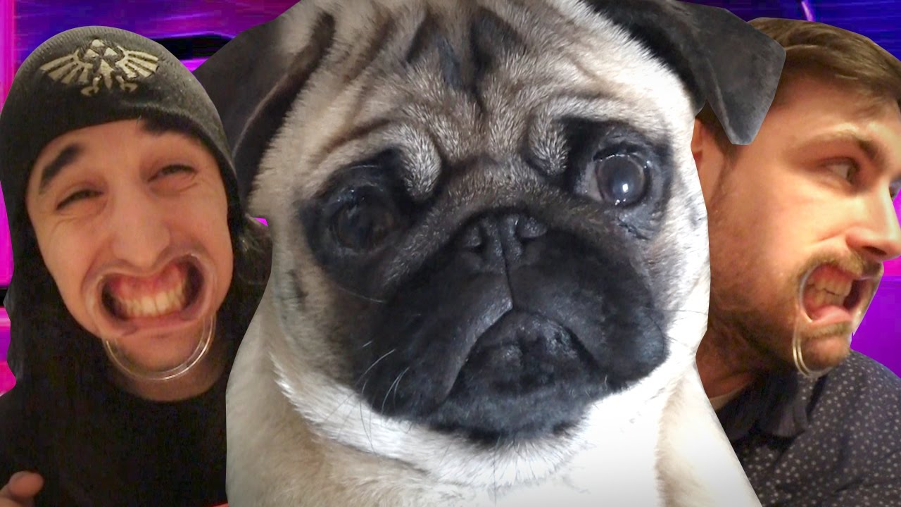 Quand Mon Chien Rencontre Celui Dalderiate Vlog58 By