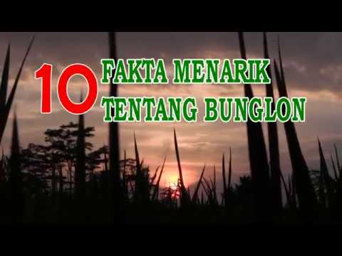 10 Fakta menarik tentang Bunglon