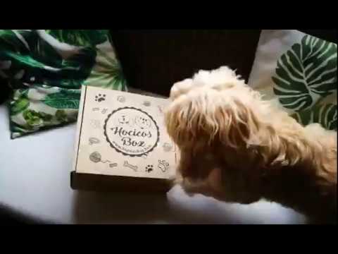 Unboxing de la caja Hocicos Box - Noviembre 2018 perros feos