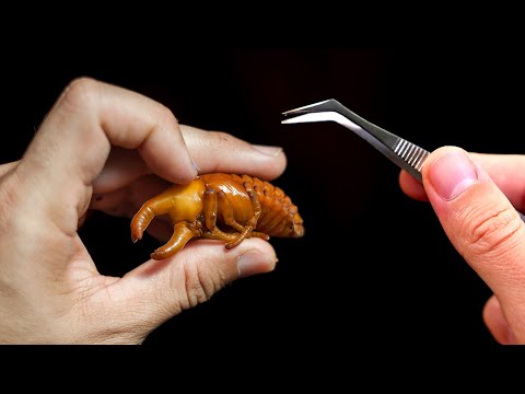 تصویری: گلکچه کرگدن چقدر بزرگ است؟