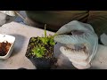 Feeding Venus flytraps for faster growth