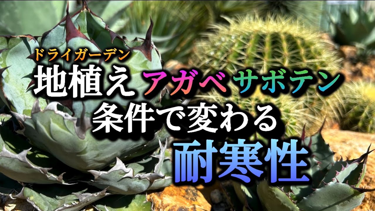 リップルエフェクト　大株　耐寒性　地植え　ドライガーデン