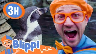 طيور البطريق🐧 | بليبي بالعربي🐧 | Blippi Learns About Penguins at the Zoo