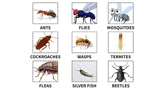 Every Type of Backyard Insect Explained