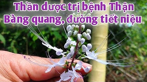 Bài thuốc trị viêm Thận, sỏi Thận , Sỏi Bàng quang, viêm đường tiết niệu Rất hay | PHAN HẢI Channel.