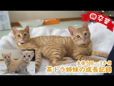 祝卒業】保健所からやってきた茶トラ姉妹、3か月間の成長記録