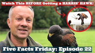 5 FACTS FRIDAY: Reasons Why You SHOULDN’T Get a Harris’ Hawk! Falconry Facts