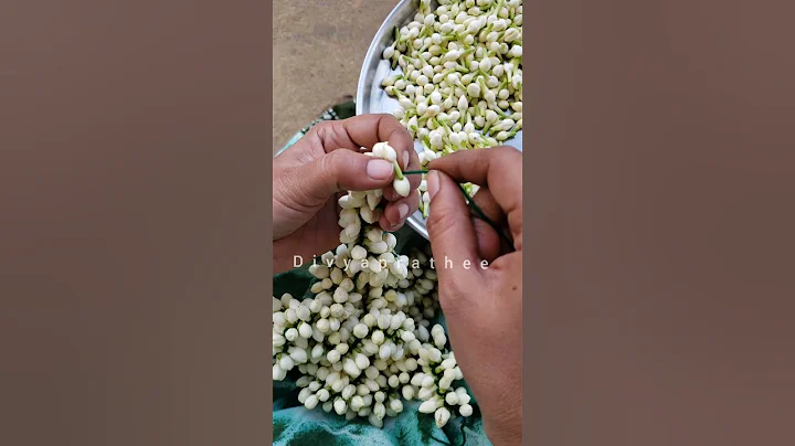 Fresh Jasmine flower garland #traditional #veni #poolajada #diy #flowerGarland #jasmine #malligai - DayDayNews