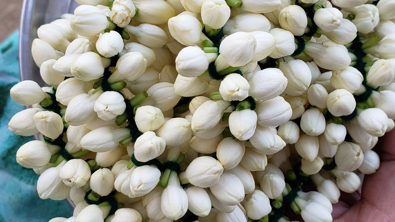 Watch Fresh Jasmine flower garland #traditional #veni #poolajada #diy #flowerGarland #jasmine #malligai on YouTube Watch Fresh Jasmine flower garland #traditional #veni #poolajada #diy #flowerGarland #jasmine #malligai on YouTube
